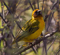 Rüppell's Weaver