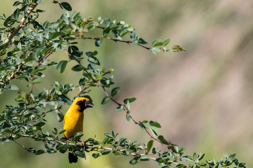 Asian Golden Weaver male adult breeding, identification, close-up portrait