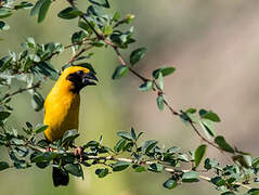 Asian Golden Weaver