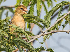 Asian Golden Weaver