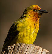 Cape Weaver