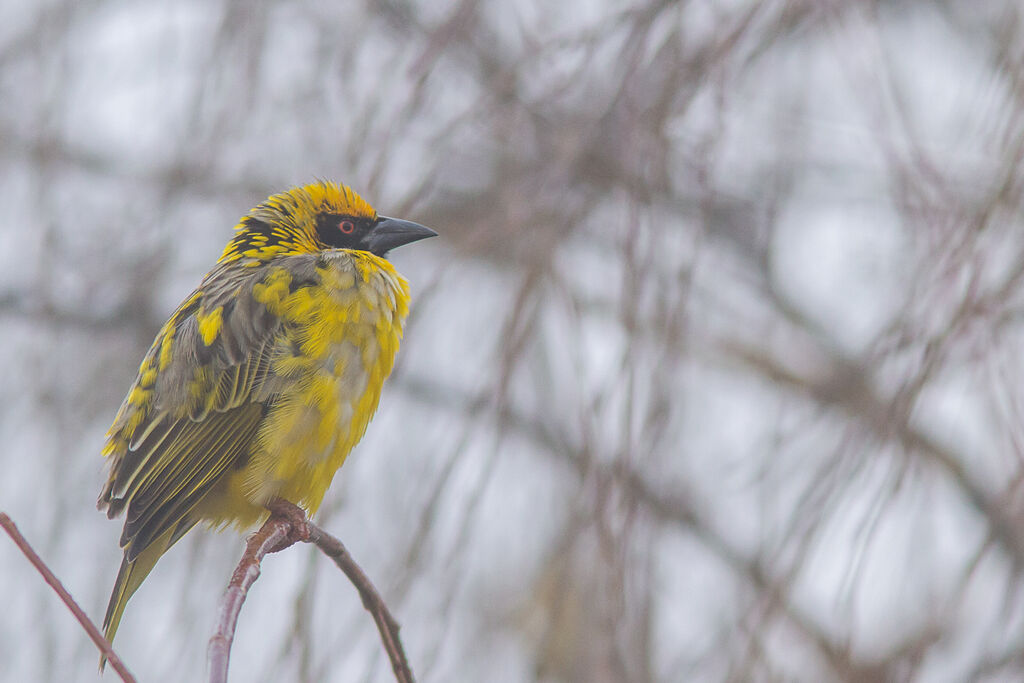 Village Weaver