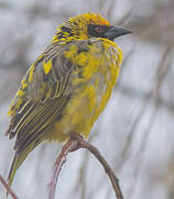 Village Weaver