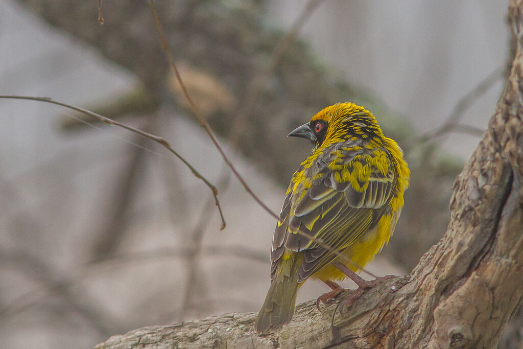 Village Weaver