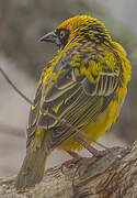 Village Weaver