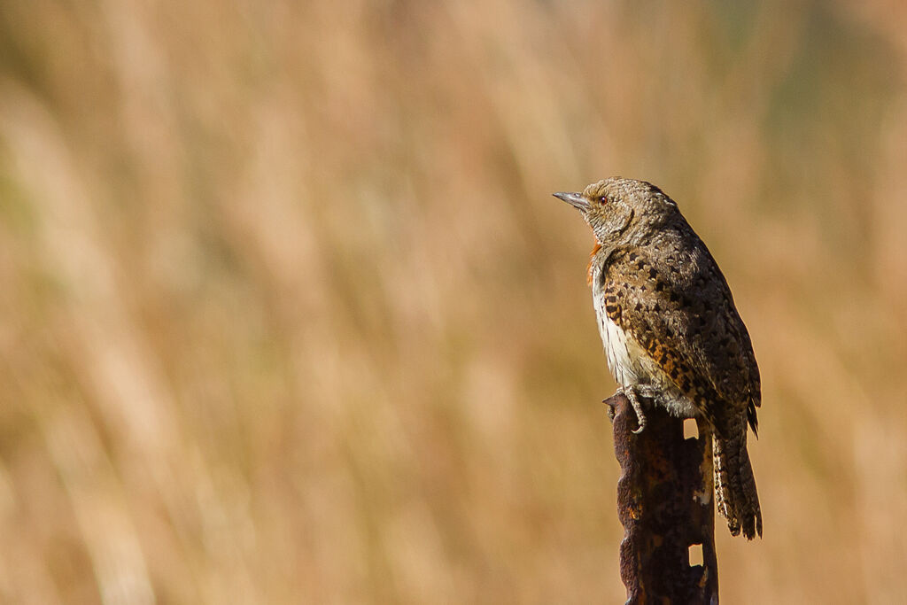 Red-throated Wryneck