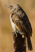 Red-throated Wryneck