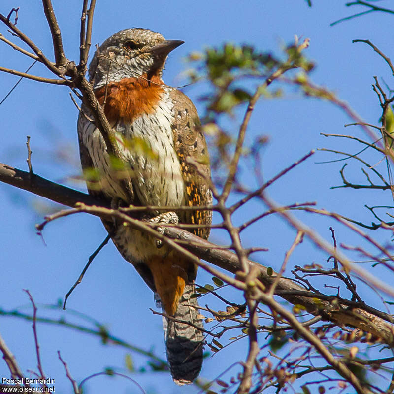 Red-throated Wryneckadult