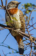 Red-throated Wryneck