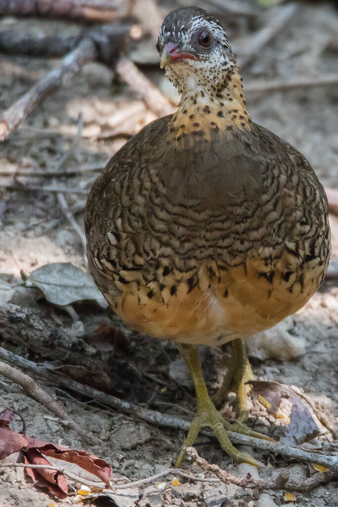 Green-legged Partridge