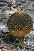 Green-legged Partridge