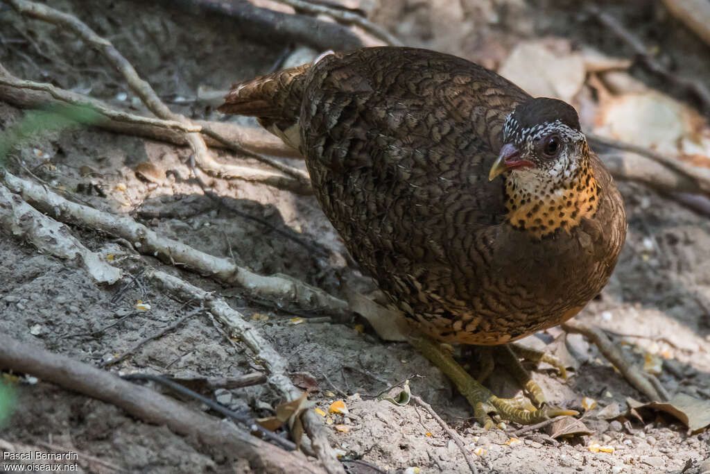 Green-legged Partridgeadult, identification