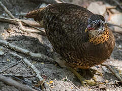 Green-legged Partridge