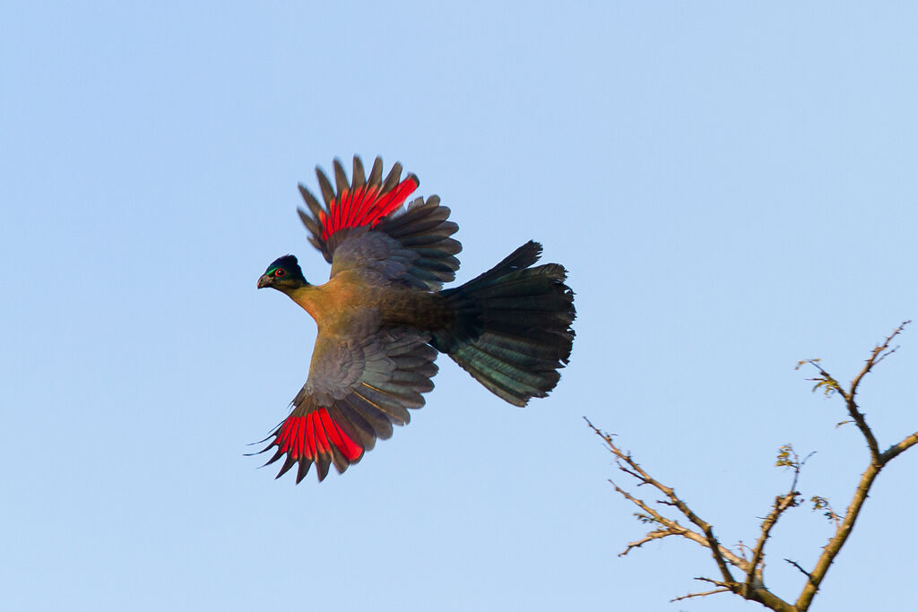 Purple-crested Turaco