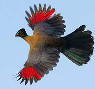 Purple-crested Turaco