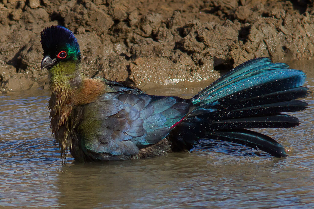 Purple-crested Turaco