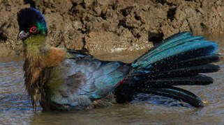 Purple-crested Turaco