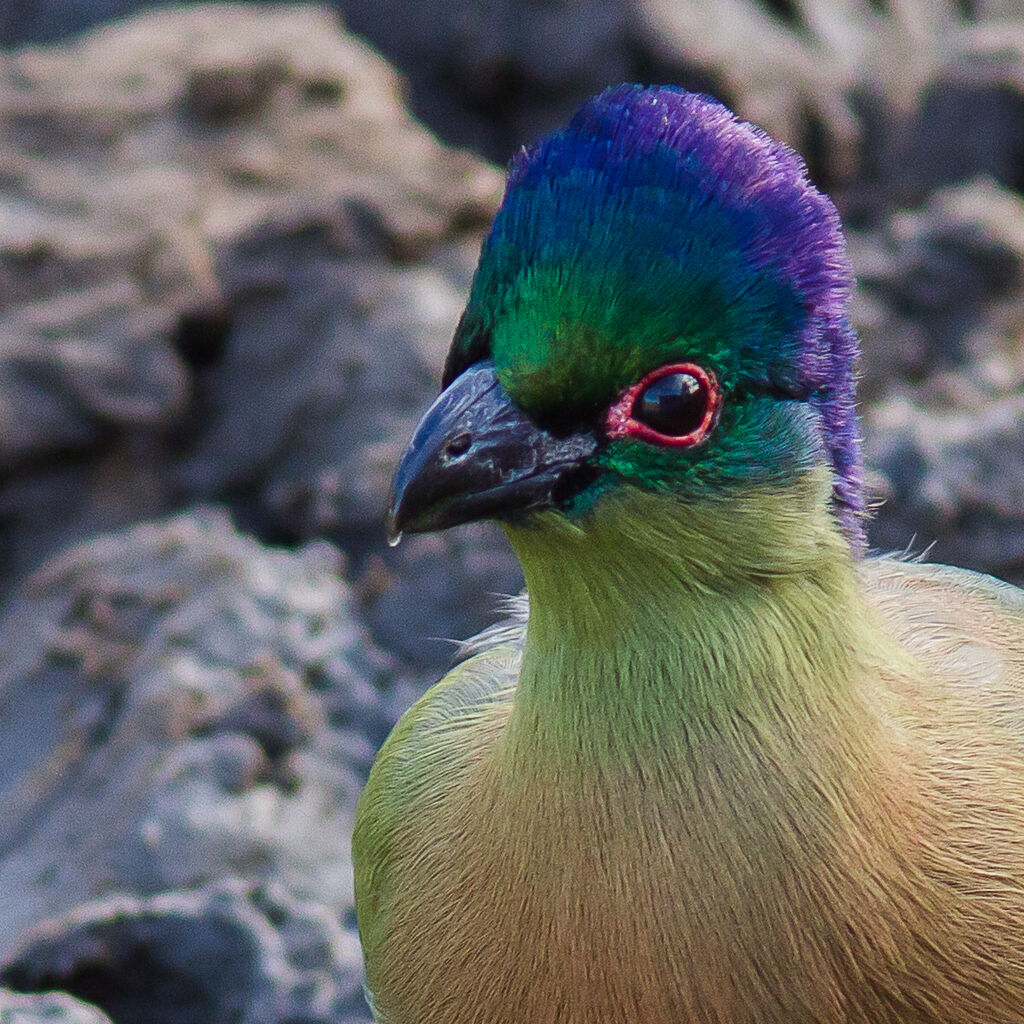 Purple-crested Turaco