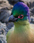 Purple-crested Turaco