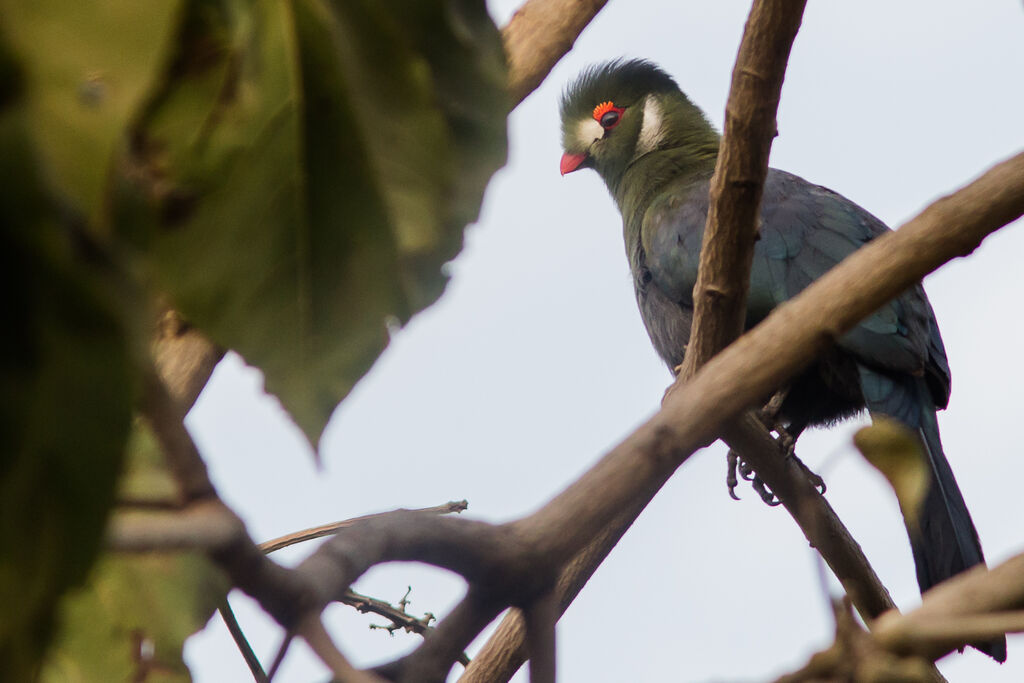 White-cheeked Turaco