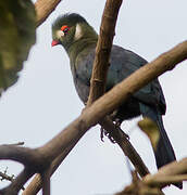 White-cheeked Turaco