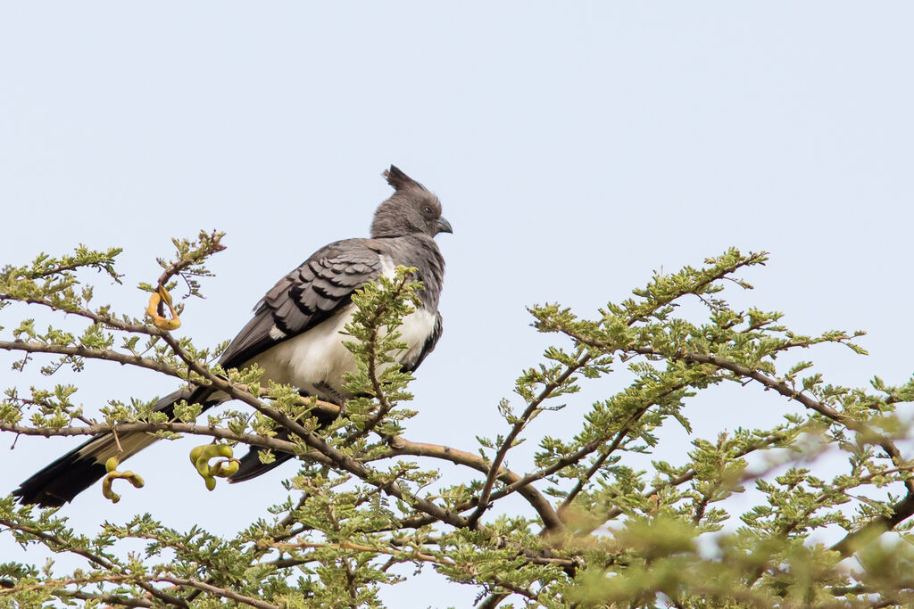 White-bellied Go-away-bird