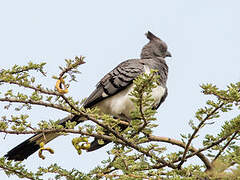 White-bellied Go-away-bird