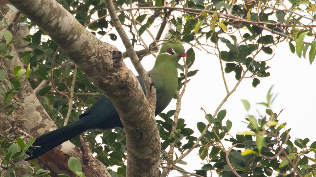 Touraco de Livingstone