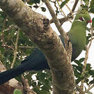 Touraco de Livingstone