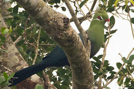 Livingstone's Turaco