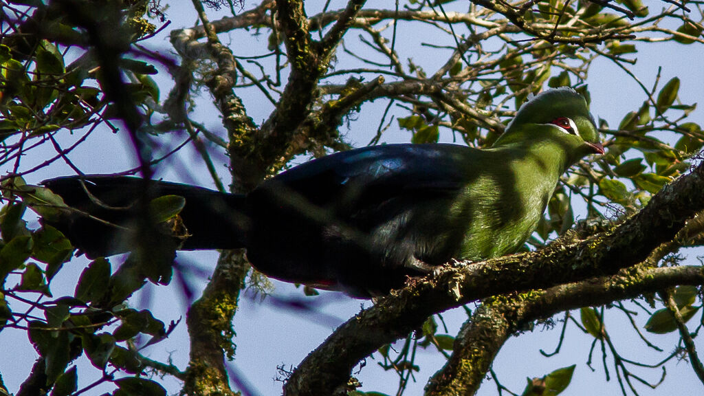 Knysna Turaco