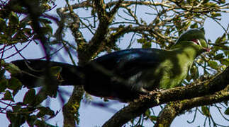 Knysna Turaco