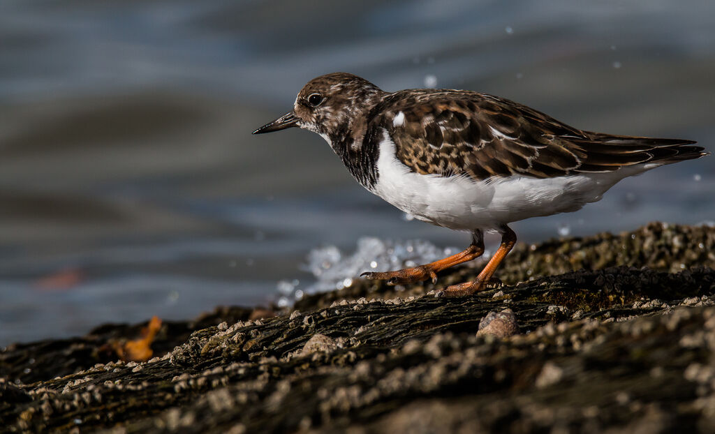 Ruddy Turnstone