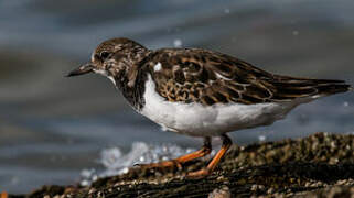 Ruddy Turnstone