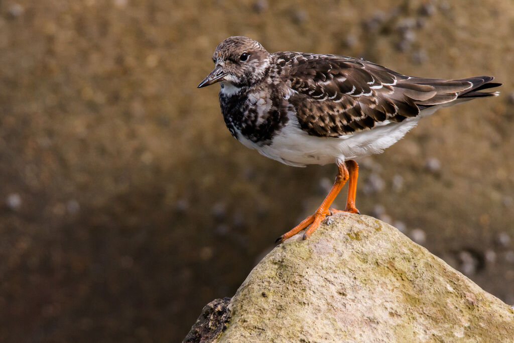 Ruddy Turnstone