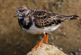 Ruddy Turnstone