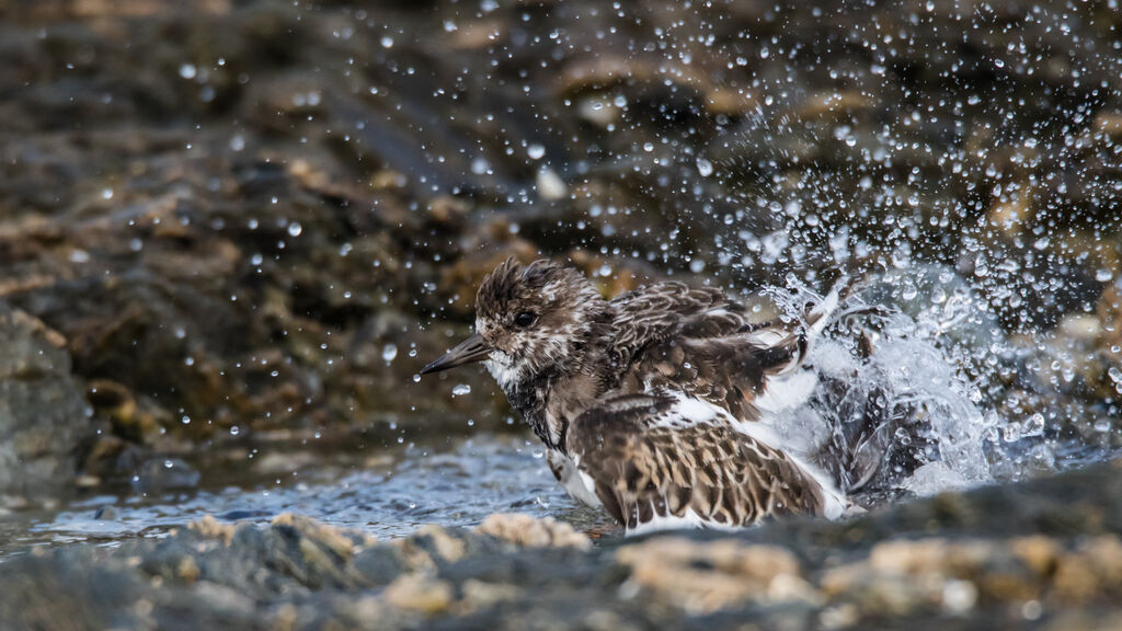 Ruddy Turnstone