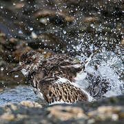 Ruddy Turnstone