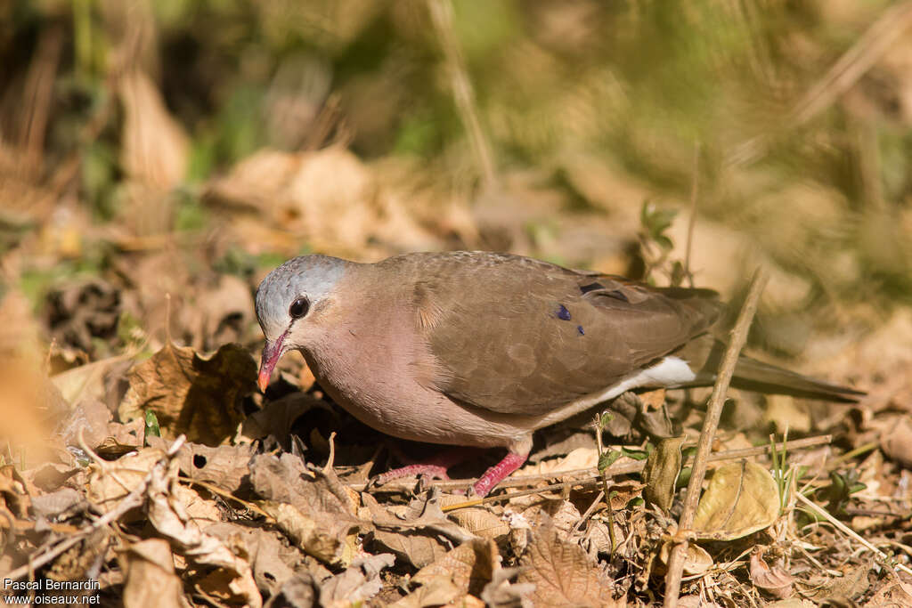 Blue-spotted Wood Doveadult, aspect