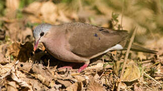 Blue-spotted Wood Dove