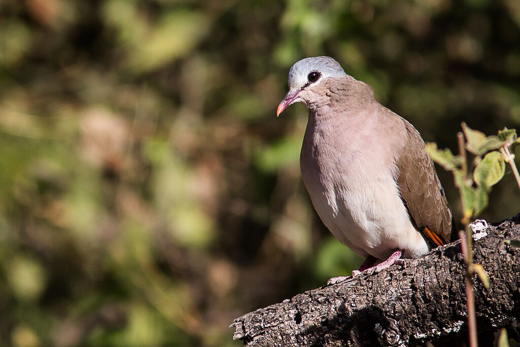 Blue-spotted Wood Dove