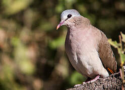 Blue-spotted Wood Dove