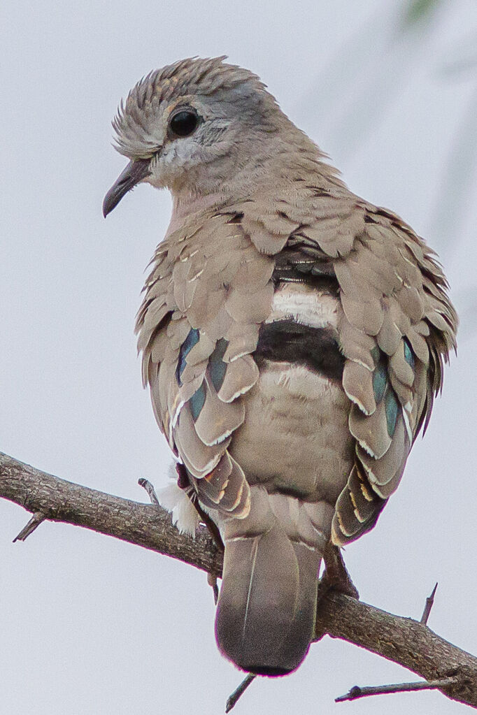 Emerald-spotted Wood Dove