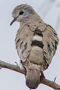 Emerald-spotted Wood Dove