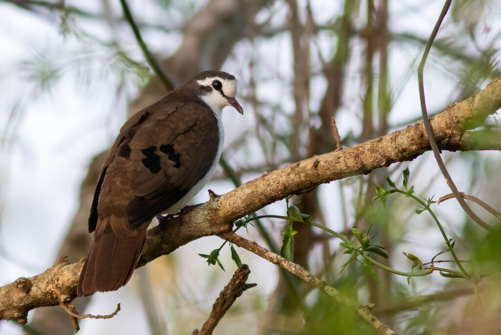 Tambourine Dove