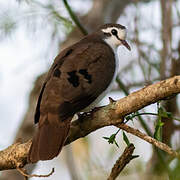 Tambourine Dove