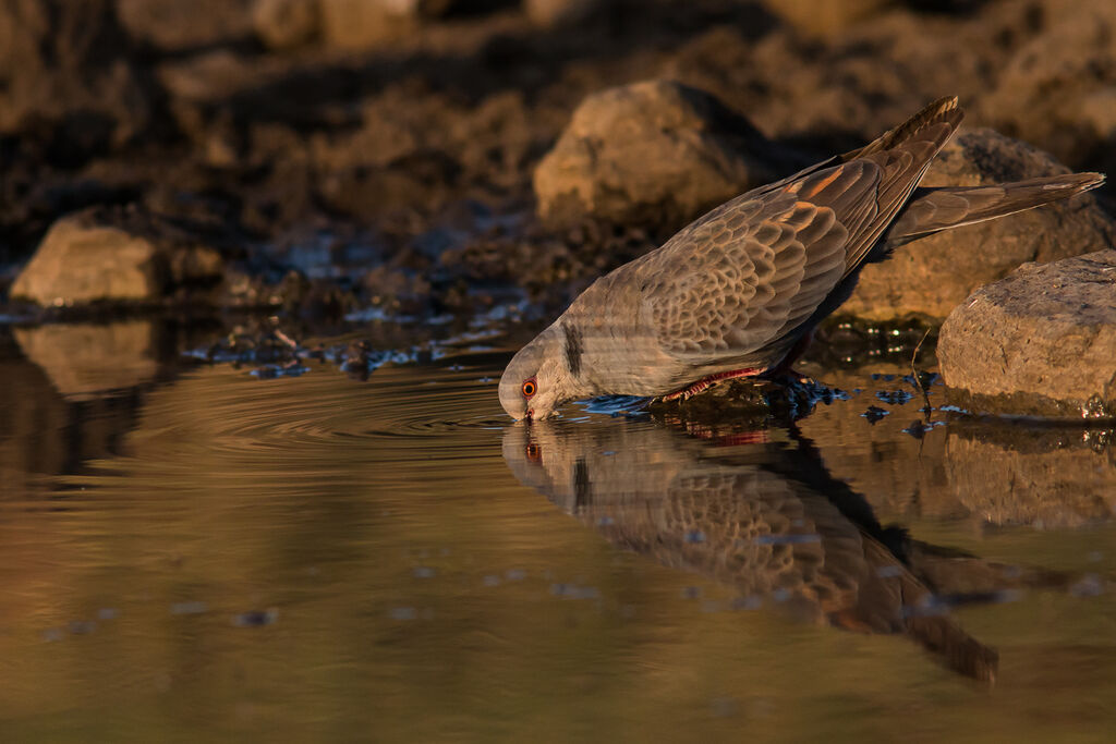 Dusky Turtle Dove