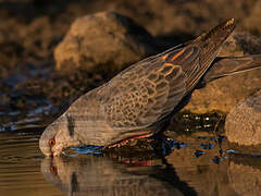 Dusky Turtle Dove