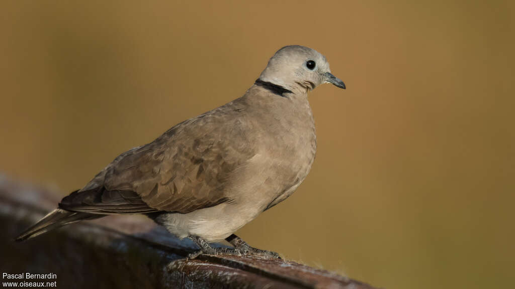 Red Collared Dove male adult, identification