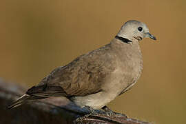 Red Turtle Dove